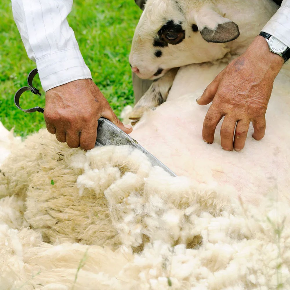 Wool Wool
